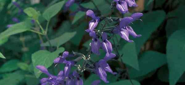 Conseils sur Salvia Guaranititica Care