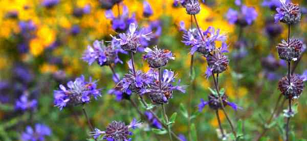 Aprenda a cultivar Salvia Leucophylla