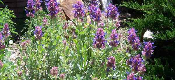 Fürsorge für Mojave Sage (Salvia Mohavensis)