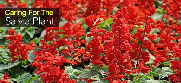 Salvia Plant Comment s'occuper de la sauge de la prairie pérenne [mise à jour]