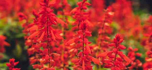 Petua Penjagaan Scarlet Sage mengenai Salvia Splendens yang semakin meningkat di Taman