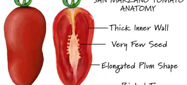 Tomato San Marzano yang tumbuh