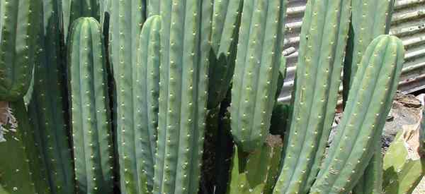 Crescente de San Pedro Cactus Como cuidar de Trichocereus Pachanoi