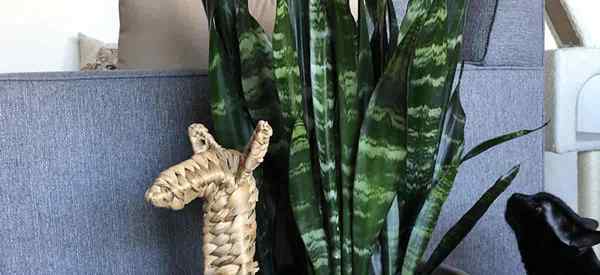 Sansevieria Black Coral uprawiający czarny koralowy wąż