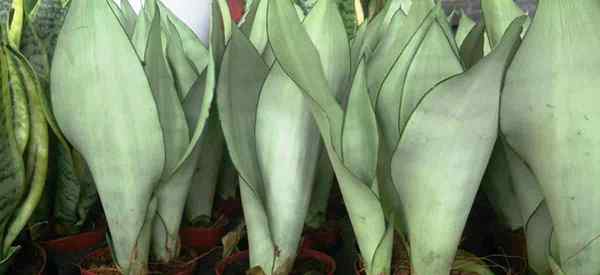 Sansevieria Moonshine Menumbuhkan Loji Ular Moonshine