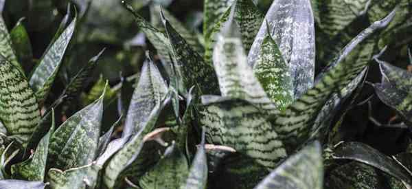 Dracaena Trifasciata Care lernt, Sansevieria Mutter in der Rechtsanlage zu erweitern