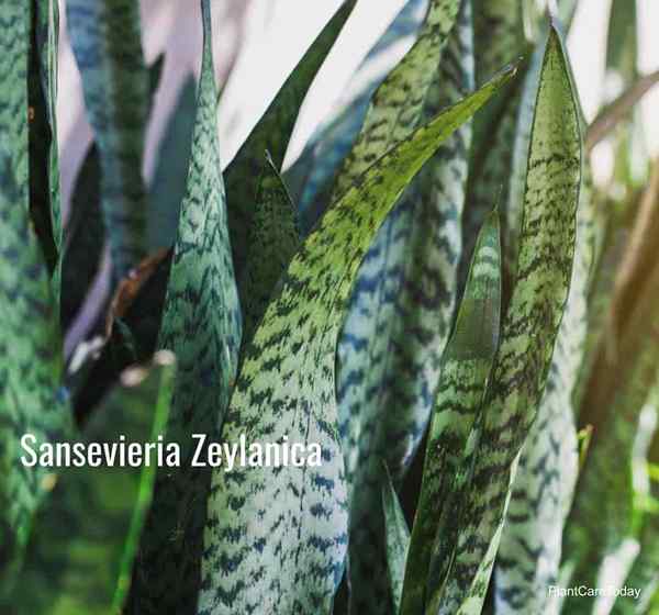 Sansevieria Zeylanica Care Rosnące rośliny węża