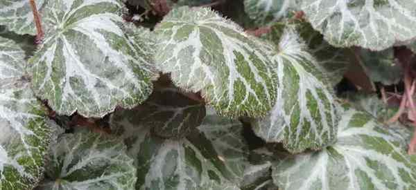 Strawberry Begonia Care Tips na temat uprawy Saxifraga stolonifera