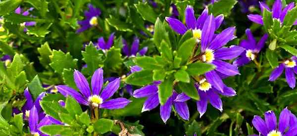 Flor de abanico de scaevola cómo cuidar las plantas de scaevola