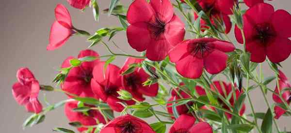 Scarlet Flachs Pflanzenpflege, wie man Linum grandiflorum anbaut