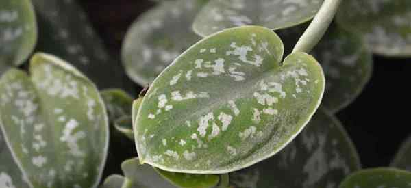 Scindapsus pictus perawatan tips tentang menanam pothos satin