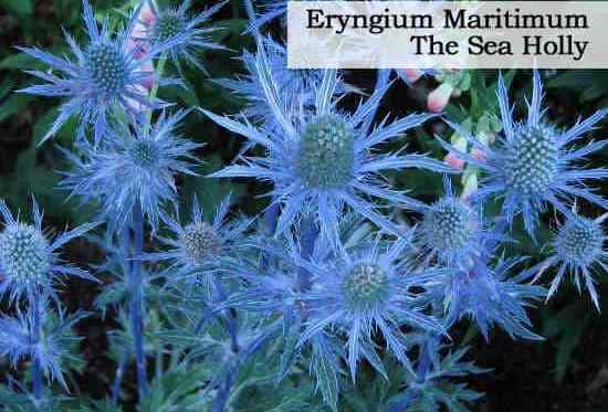 Eryngium maritimum laut holly