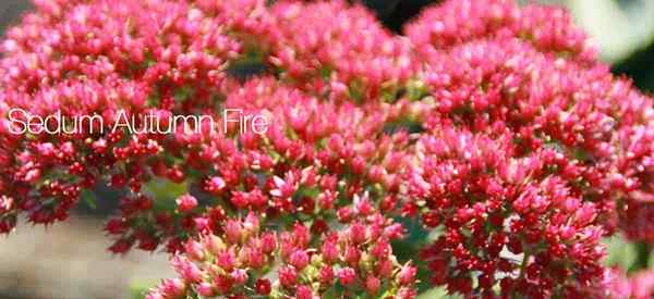 Sedum Herbst Fire [Herbst Fire Stonecrop] Wachsen und Pflege