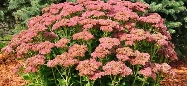 Sedum Autumn Joy Care cómo cultivar hylotelefio