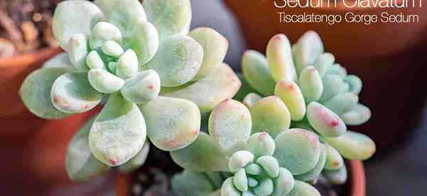 Sedum clavatum CUIDADO CÓMO CÓMO CRECH TISCALATENGO GILDE SEDUM