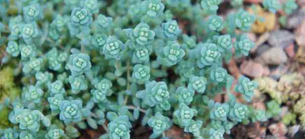 Wachstum von Sedum Dasyphyllum lernen korsische Stonecrop Sukkulente Pflege