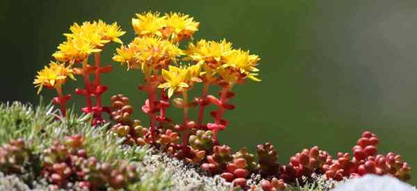 Sedum Divergens Care Cuide dos ossos do velho Stonecrop Growing Dips