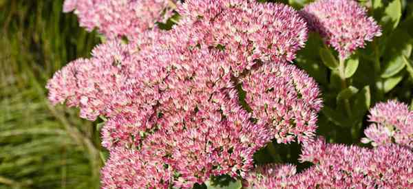 Sedum Matrona Info Cara Menanam Stonecrop Tail Matrona