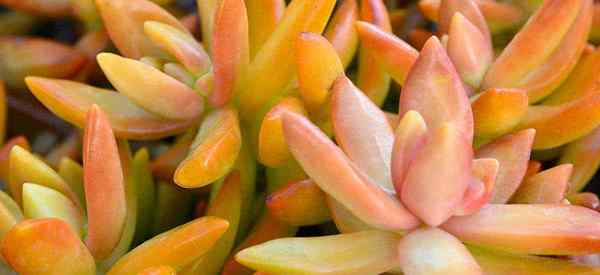 Cara Menumbuhkan Stonecrop Coppertone (Sedum Nussbaumerianum)