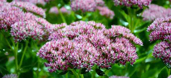 Sedum Plant Care Dowiedz się, jak uprawiać rośliny stonecrop