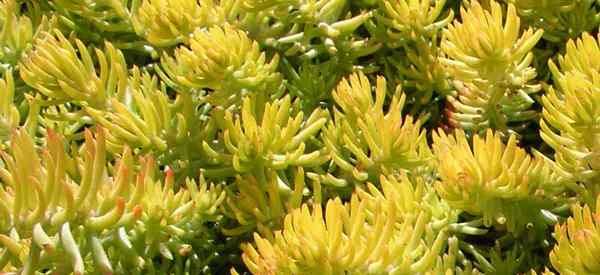 Penjagaan Reflexum Sedum Belajar Cara Menumbuhkan Stonecrop Blue Spruce