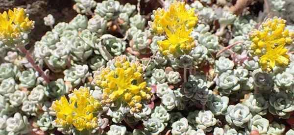 Sedum Spatulifolium Care uprawia łatwą stonecrop na liścitości