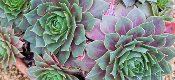 Tumbuh ayam dan anak ayam bagaimana untuk menjaga sempervivum [Houseleek]