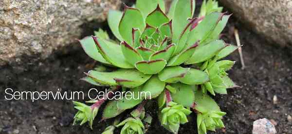 Sempervivum calcário cultivando a fábrica de Houseleek