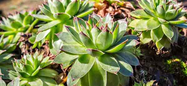 Sempervivum tectorum opieka uprawa kury i pisklęta Common Houseeek