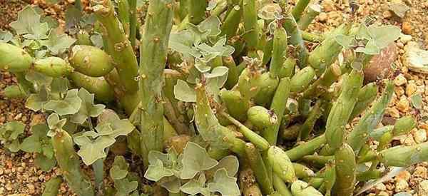 Cómo crecer y cuidar a Senecio Articulatus (planta de velas)