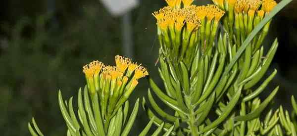 Tumbuh tumbuhan barbertonicus Senecio yang menjaga lemon kacang lemon