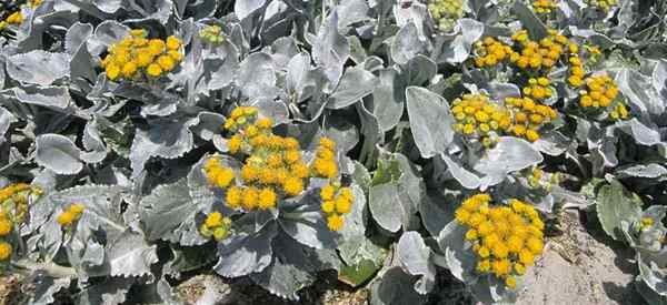 Wachsende Senecio Angel Wings Anlants für Senecio Candicans