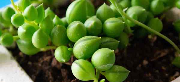 Crescente de lágrimas como cuidar das plantas Senecio Herreianus