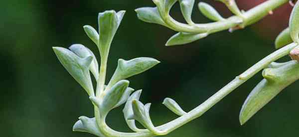 Delphin -Halskette -Pflege zum Anbau von Senecio Peregrinus Pflanze