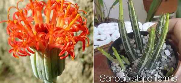 Senecio Stapeliformis Opieka, jak uprawiać marynatkę