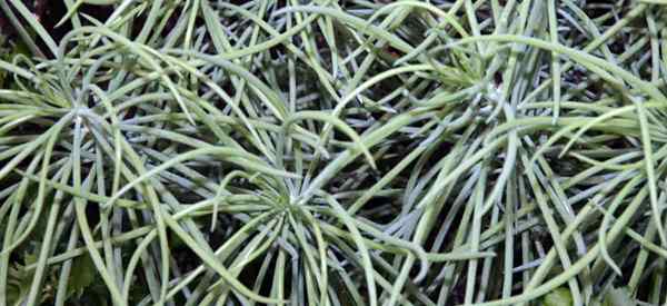 Senecio Vitalis Cuidado de cuidado que cultivan los tiza de hoja estrecha