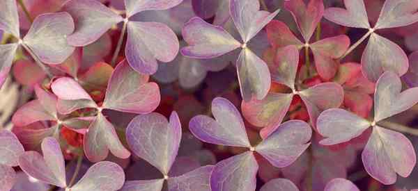 Jest trującą lub toksyczną rośliną Shamrock?