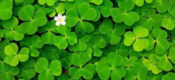 Cómo cuidar una planta de Shamrock