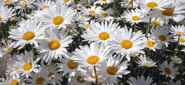 Shasta Daisy kümmert sich darum, wie man Shasta -Gänseblümchen anbauen