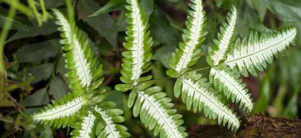 Penjagaan Fern Lace Perak Belajar Cara Menanam Pteris Brake Fern