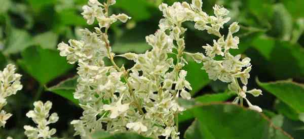 Silver Lace Vine Care Tips na temat uprawy Polygonum aubertii