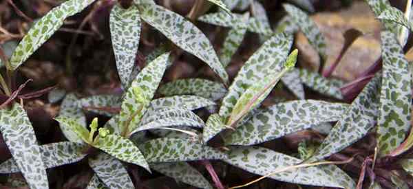 Silver Squill Care All About Growing Ledebouria Socialis