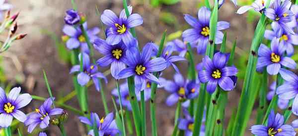 Cara menjaga rumput bermata biru yang tumbuh Sisyrinchium angustifolium