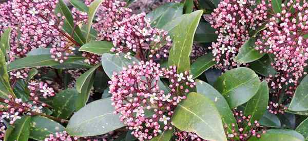 Belajar skimmia japonica tumbuh dan penjagaan