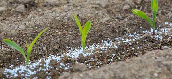 Fertilizante de liberação lenta como usá -los no jardim