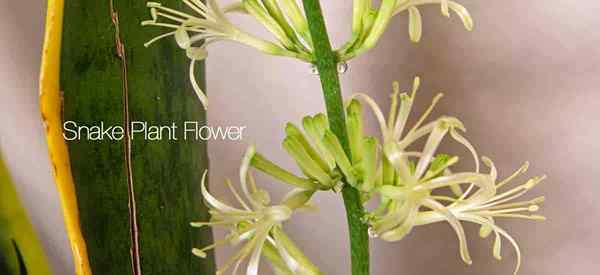 Flor da planta de cobra a rara mãe da língua da língua