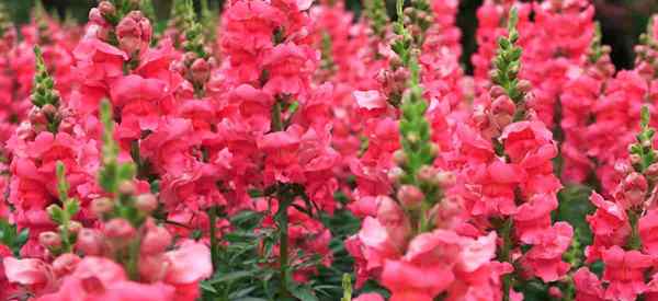 Consejos de cuidado de Snapdragon para cultivar la flor de Snapdragon