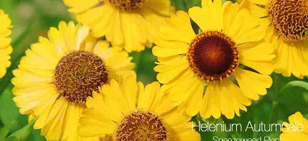 Sneezeweed Plant Care Cómo cultivar Helenium Autumnale
