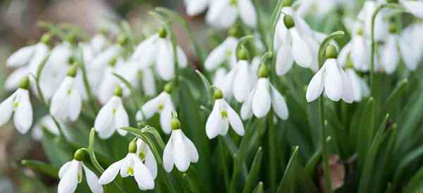 Schneeverglühungspflichtigen Tipps zum Anbau der Galanthus -Pflanze