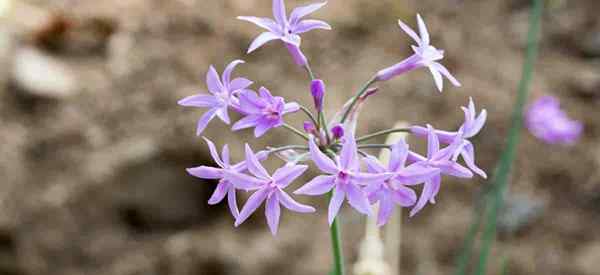 Alho da sociedade como crescer e cuidar de Tulbaghia violacea